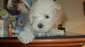 pui caniche pitic de vanzare