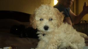 pui caniche pitic de vanzare