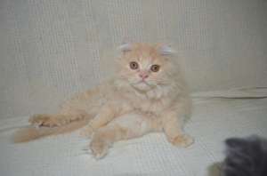 Puiut persana