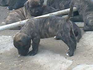 vand catei presa canario