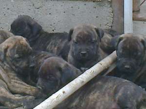vand catei presa canario