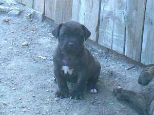 vand catei presa canario