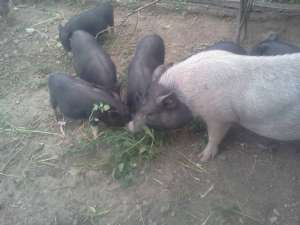 vand porci vietnamezi