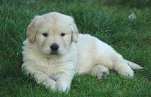 Golden Retriever auriu