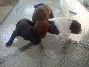 Catelusi spre adoptie