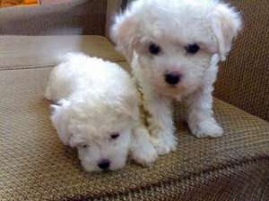 BICHON BOLOGNEZ