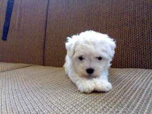 BICHON BOLOGNEZ