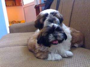SHI-TZU