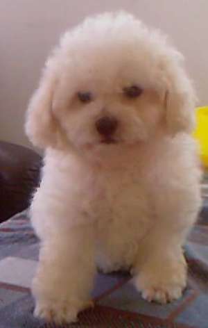 Bichon