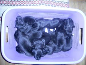 Vand catei DOG GERMAN