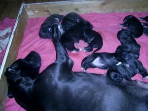Vand catei DOG GERMAN
