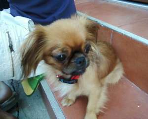 OFER SPRE MONTA PECHINEZ!