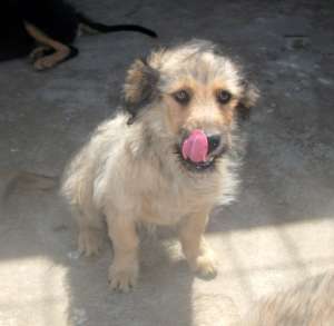 Pui de doua luni foarte cutezator