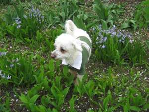 Imperechere bichon maltez