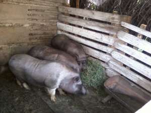 Vand porci vietnamezi.