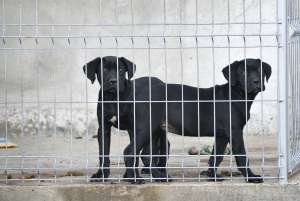 vand pui cane corso cu pedigree tip A