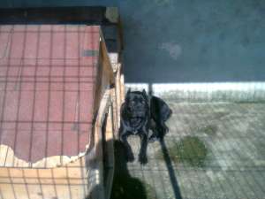 vand pui cane corso cu pedigree tip A