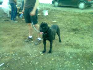 vand pui cane corso cu pedigree tip A