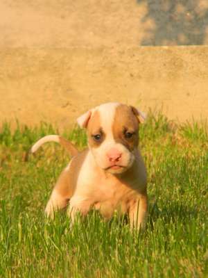 Cratei Amstaff din parinti cu pedigree