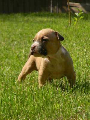 Cratei Amstaff din parinti cu pedigree