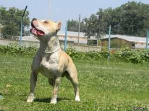 Cratei Amstaff din parinti cu pedigree