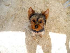 OFER SPRE IMPERECHERE CEL MAI DRAGUT YORKY