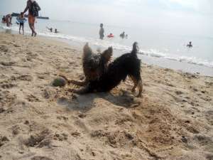 OFER SPRE IMPERECHERE CEL MAI DRAGUT YORKY