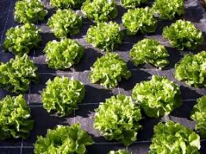 Folie AGROTEXTIL 1,  60 ron/mp-la  !