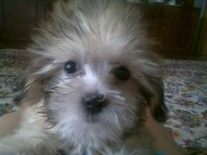 Urgent!!!vand bichon havanez