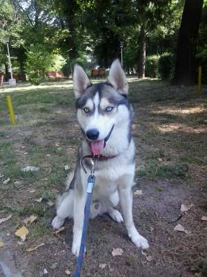 OFER MONTA HUSKY MASCUL CU PEDEGREE 1 AN SI 5 LUNI