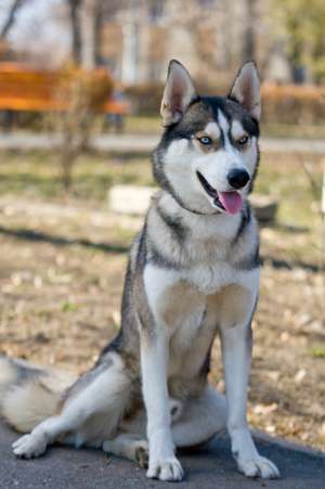 OFER MONTA HUSKY MASCUL CU PEDEGREE 1 AN SI 5 LUNI