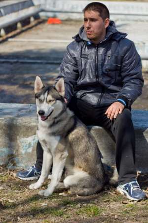 OFER MONTA HUSKY MASCUL CU PEDEGREE 1 AN SI 5 LUNI