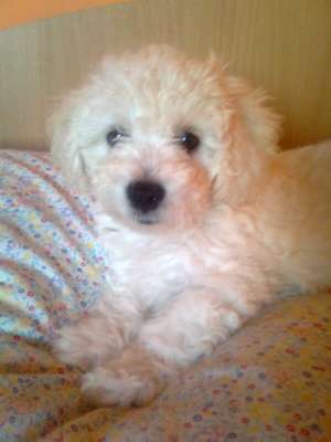 Vand catelus bichon frise ,    baietel