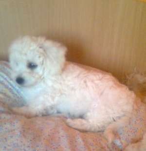 Vand catelus bichon frise ,    baietel