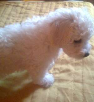 Vand catelus bichon frise ,    baietel