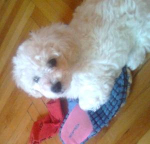 Vand catelus bichon frise ,    baietel