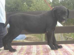vand pui cane corso