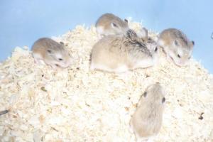 Vand Hamsteri Roborovski si Pitici