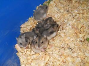 Vand Hamsteri Roborovski si Pitici