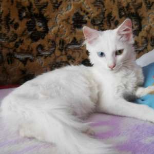motanel angora turceasca