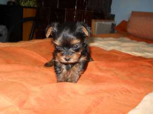 Yorkshire Terrier Toy