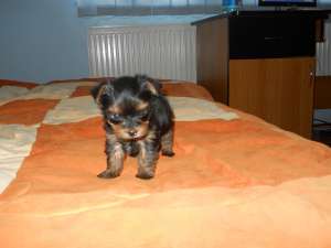 Yorkshire Terrier Toy