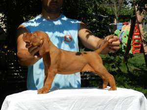 PUI VIZSLA MAGHIARA