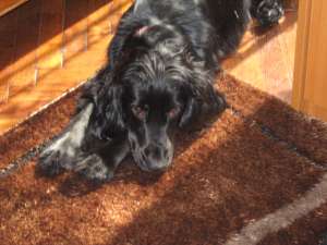 Pereche cocker spaniel