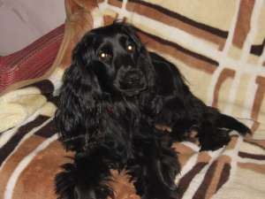 Pereche cocker spaniel