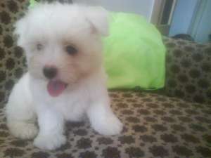 Vand pui bichon maltez