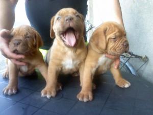 dog de bordeaux