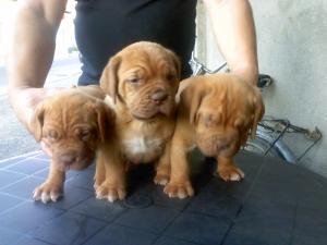 dog de bordeaux