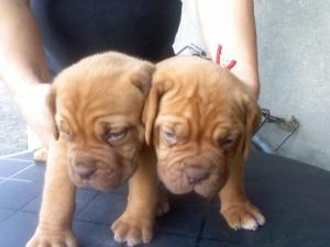 dog de bordeaux