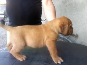 dog de bordeaux
